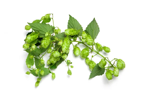 Thick hops branch — Stock Photo, Image