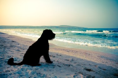 Deniz kenarındaki siyah köpek