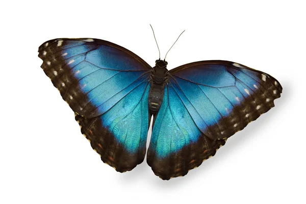 Mariposa azul aislada en blanco — Foto de Stock