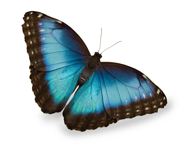 Mavi kelebek bembeyaz — Stok fotoğraf