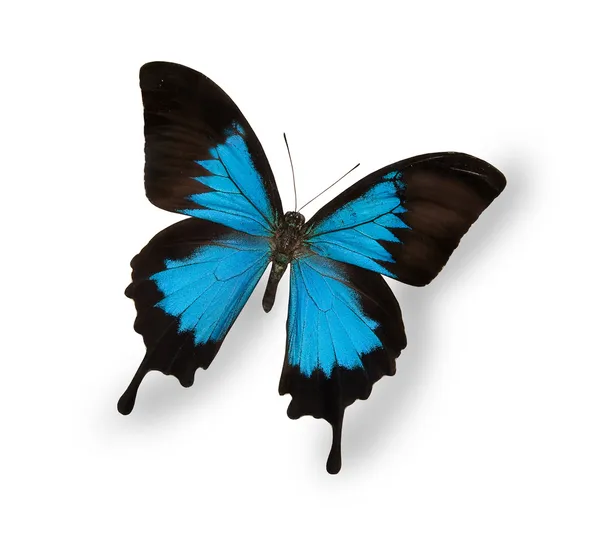 白に隔離された青い蝶 — ストック写真