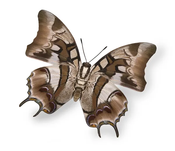 Obraz jasny beżowy tropikalny motyl na białym tle — Zdjęcie stockowe