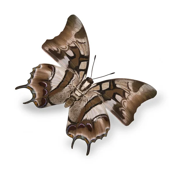 밝은 사진의 흰색 절연 베이지색 열 대 나비 — 스톡 사진