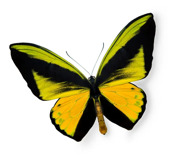 Piękno tropikalnej motyl na białym tle — Zdjęcie stockowe