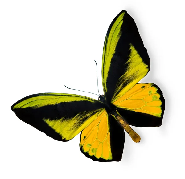 Krása tropického motýla izolovaných na bílém — Stock fotografie