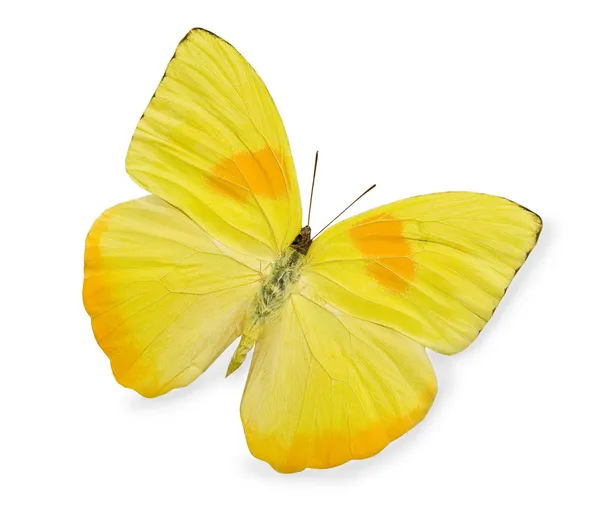 Papillon jaune isolé sur blanc — Photo