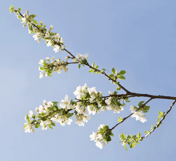 stock image Branch of apple tree with many flowers over blue sky