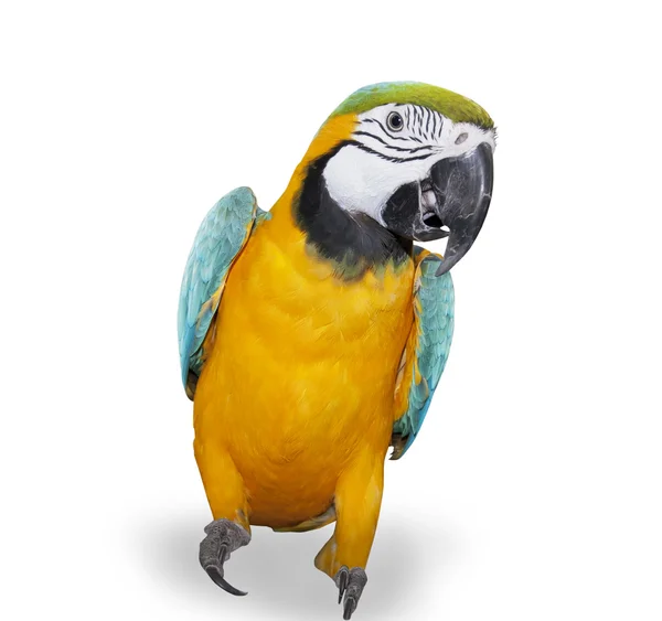 Modrá a žlutá macaw nad bílým pozadím — Stock fotografie