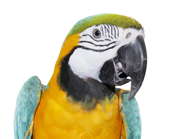 Sininen ja keltainen Macaw valkoisella taustalla — kuvapankkivalokuva