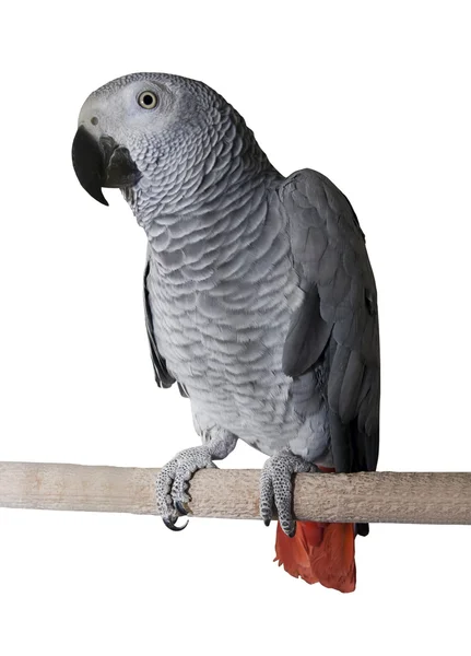 Grote tropische grijze papegaai op witte achtergrond — Stockfoto