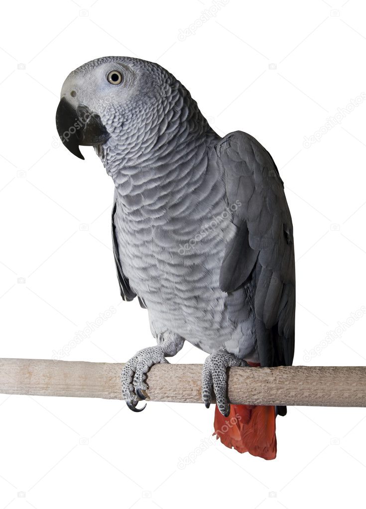 Big tropical grey parrot over white background