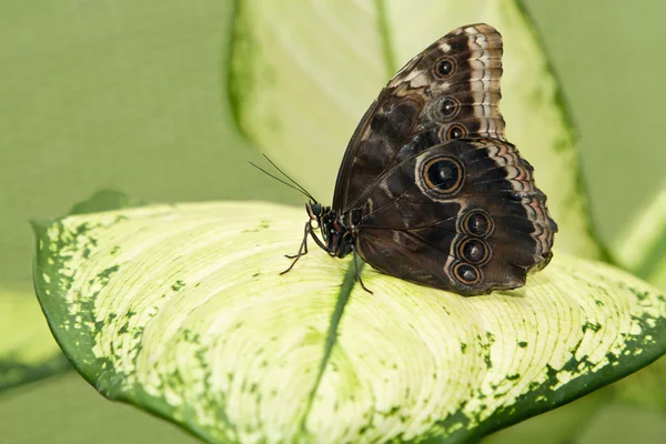 Μεγάλο τροπικό πεταλούδα που κάθεται σε ένα πράσινο άδεια — Φωτογραφία Αρχείου