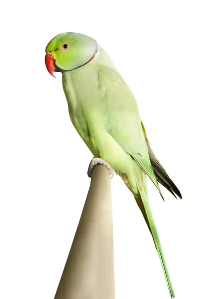Зеленый попугай, сидящий на ветке, изолированной над белым — стоковое фото