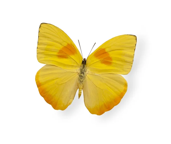 Yellow butterfly isolated on white — Stock Photo, Image