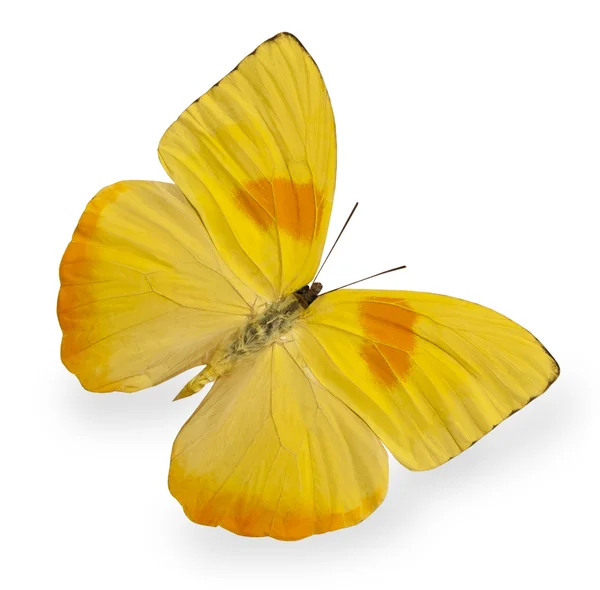 Papillon jaune isolé sur blanc — Photo