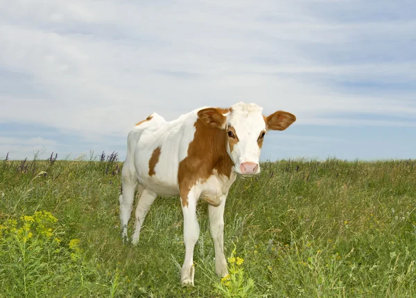 Vaca jovem no prado no dia de verão — Fotografia de Stock