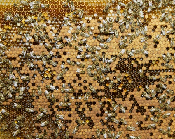 stock image Swarm of bees produce honey