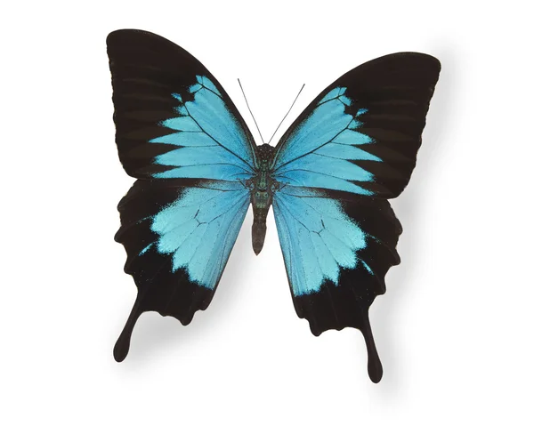 在白色上隔离的蓝色蝴蝶 — 图库照片