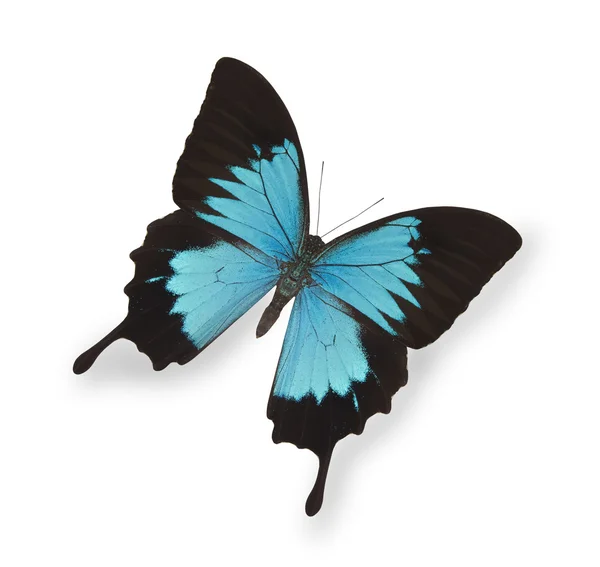 Blauwe vlinder geïsoleerd op wit — Stockfoto