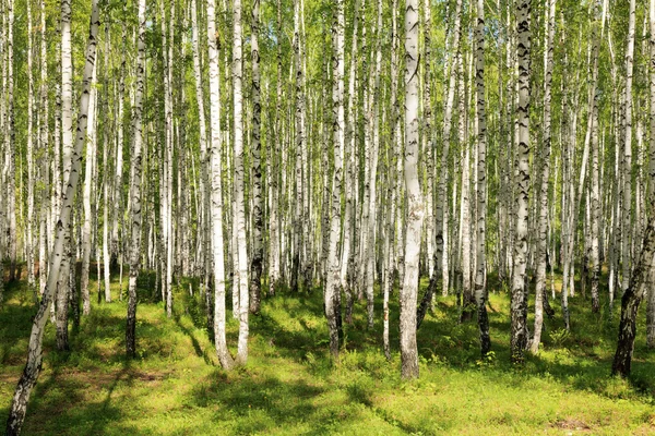Sommaren grön björkskog — Stockfoto