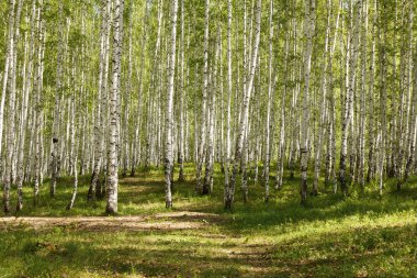 Summer green birch forest clipart