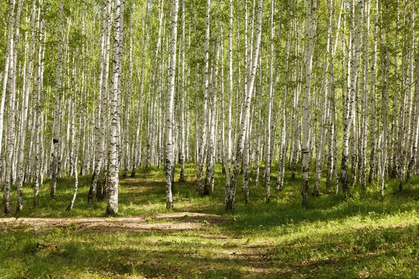 여름 녹색 자작나무 숲 — 스톡 사진