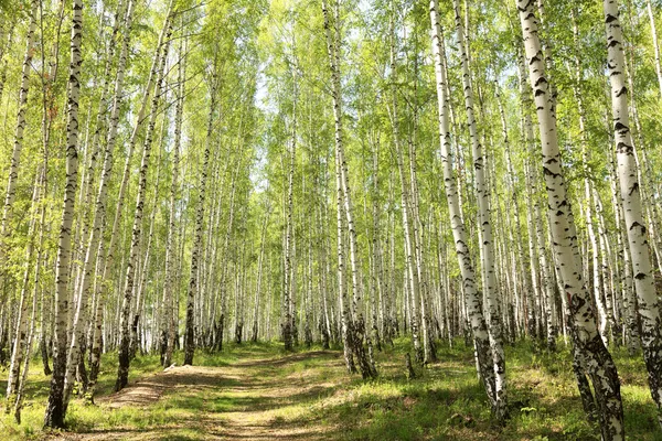 Estate foresta di betulle verde — Foto Stock