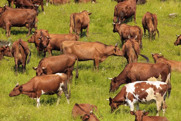 Krávy na pastvině. — Stock fotografie