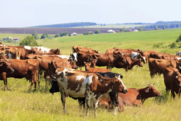 Krávy na pastvině. — Stock fotografie
