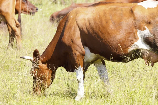 Vacas en un pasto. — Foto de Stock