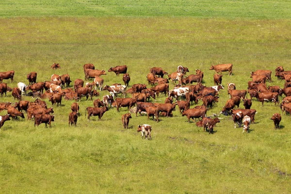 Корови на пасовищі . — стокове фото