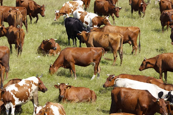 Stádo krav — Stock fotografie