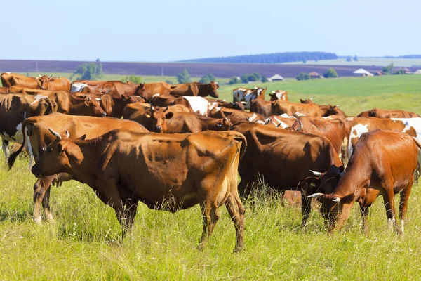 stock image Herd of cows