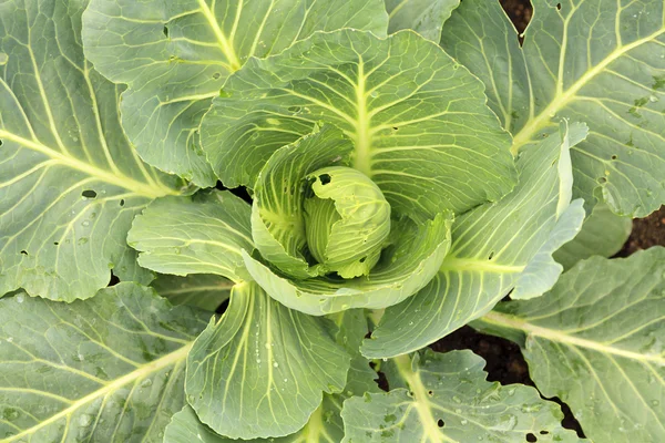 White cabbage head in a field — Stock Photo, Image