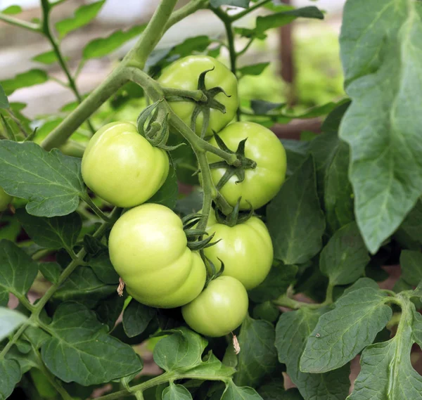 Tomates vertes — Photo