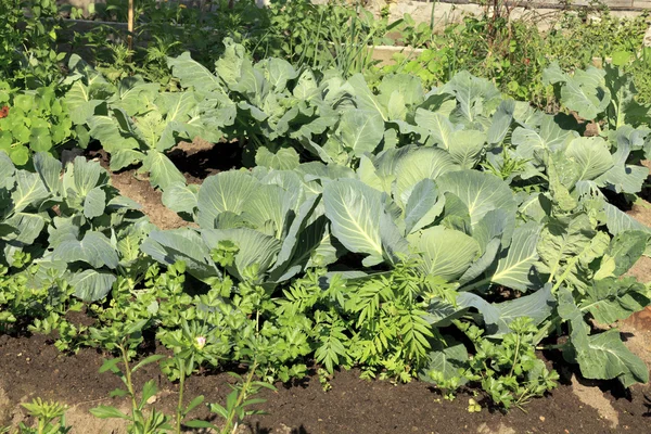 Vegetable garden - cabbage — Stock Photo, Image