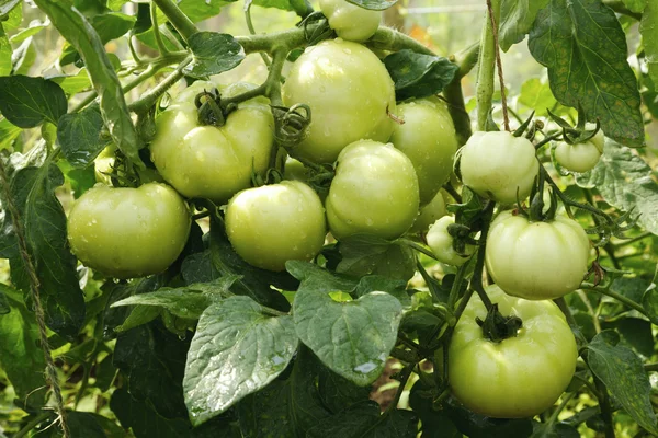 Grandi pomodori verdi che crescono in una serra — Foto Stock
