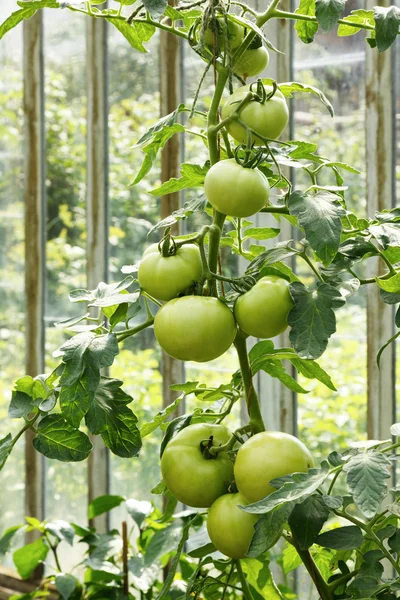 Grandes tomates vertes poussant dans une serre — Photo