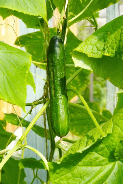 Grote groene komkommer groeien in een kas — Stockfoto