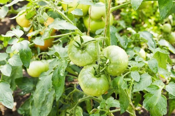 Tomates verdes grandes crescendo em uma estufa — Fotografia de Stock