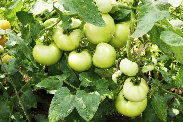 Tomates verdes grandes crescendo em uma estufa — Fotografia de Stock