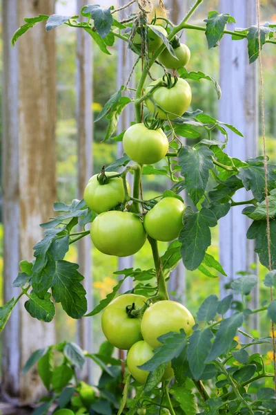 Serada büyüyen büyük yeşil domatesler. — Stok fotoğraf