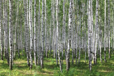 Summer green birch forest clipart