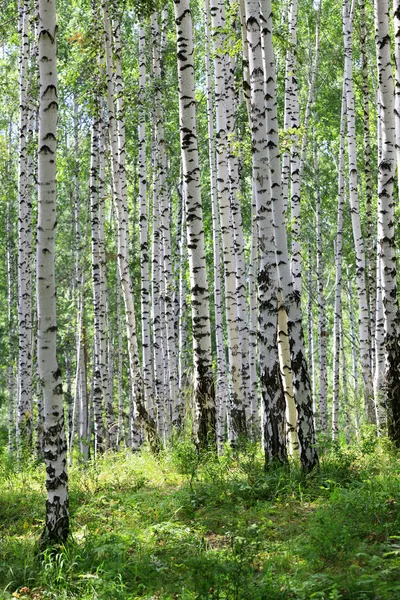 Καλοκαίρι πράσινο σημύδα δάσος — Φωτογραφία Αρχείου