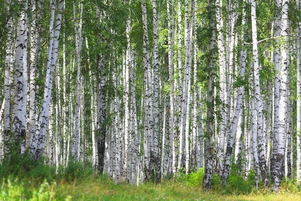Floresta de vidoeiro verde verão — Fotografia de Stock