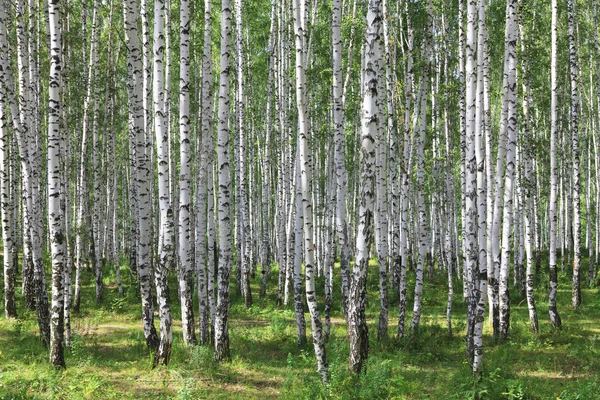 Letní zelené březový les — Stock fotografie