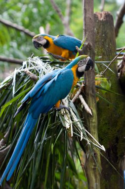 Speaking parrot in a park