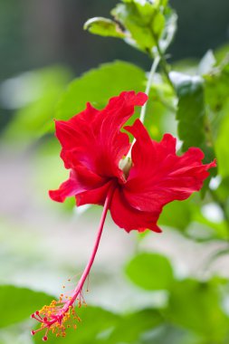 hibiscus çiçeği