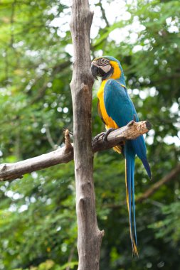 Speaking parrot in a park