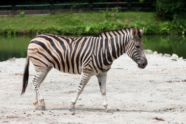 Zebra Hayvanat Bahçesi